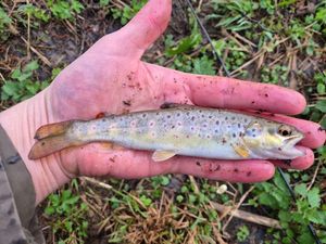 Brown Trout