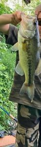 Largemouth Bass