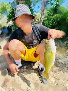 Largemouth Bass
