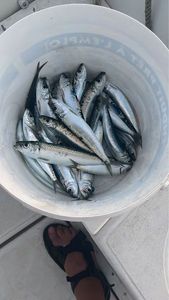 European Pilchard