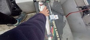 Rainbow Trout