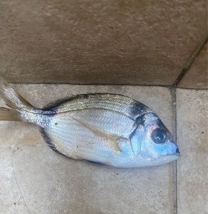 Sarago fasciato