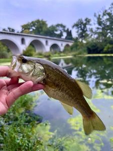Smallmouth Bass