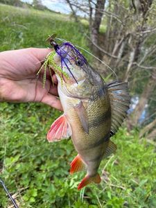 European Perch