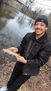 Brown Trout