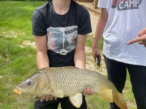 Common Carp