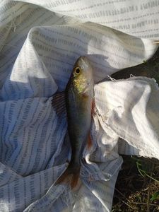 European Perch