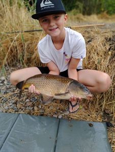 Common Carp