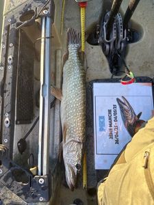 Northern Pike
