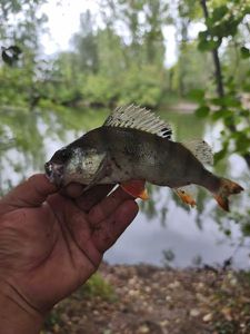 European Perch
