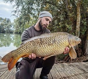 Common Carp