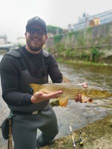 Barbel