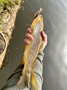 Brown Trout