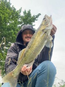 Zander