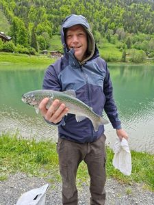 Rainbow Trout