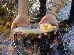 Brown Trout