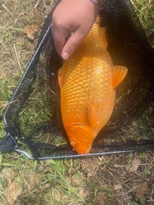 Koï Fish