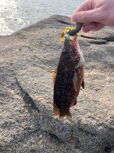Ballan Wrasse