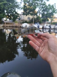 European Perch