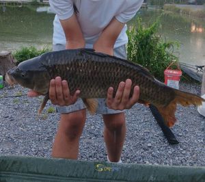 Common Carp
