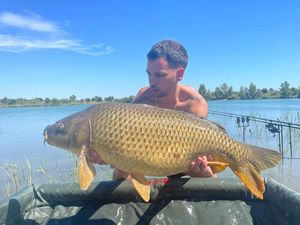 Common Carp