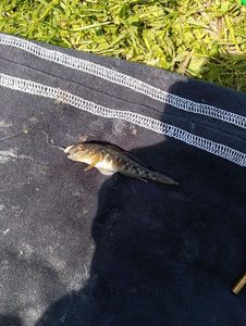 Common Goby