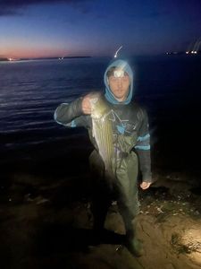 Striped bass