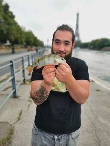European Perch