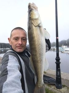 Zander