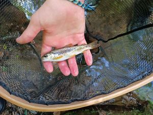 Brown Trout