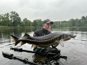 Sturgeon