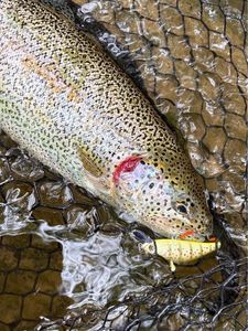 Rainbow Trout