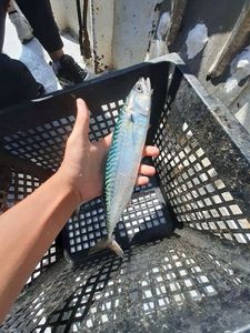 Mackerel