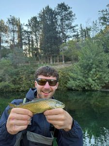 Brown Trout