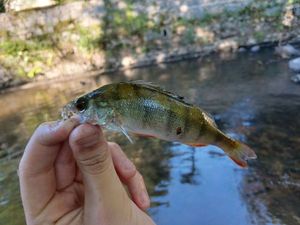 European Perch