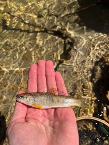 Brown Trout