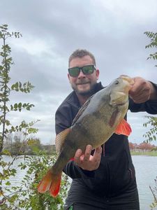 European Perch