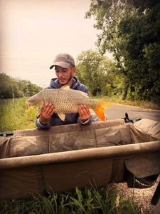 Common Carp
