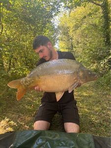 Mirror Carp