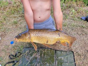 Common Carp