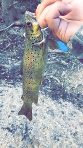 Brown Trout