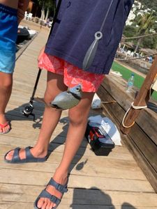 Saddled Seabream
