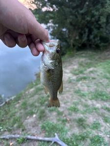 Largemouth Bass