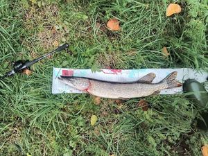 Northern Pike