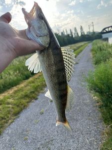 Zander