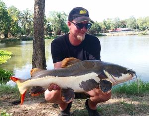 Redtail Catfish (Pirarara)