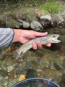 Brown Trout