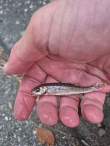 Common Minnow