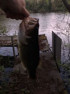 Largemouth Bass