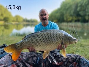Common Carp